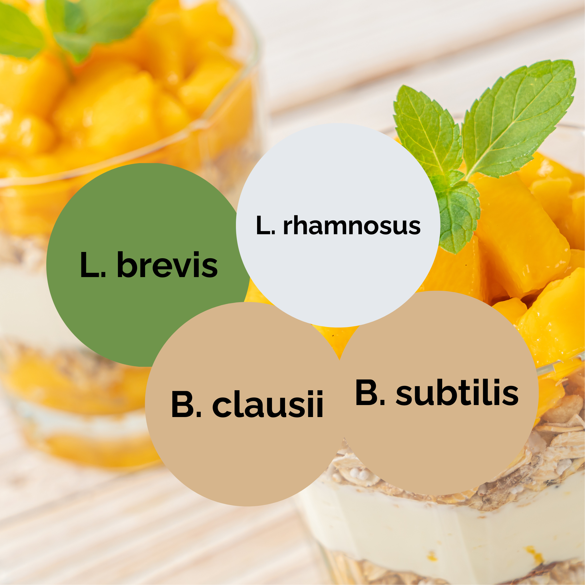L. brevis + L. rhamnosus + B. subtilis + B. clausii | Conjunto Inicial para Iogurte | Culturas Iniciais | Pack de 3 unidades