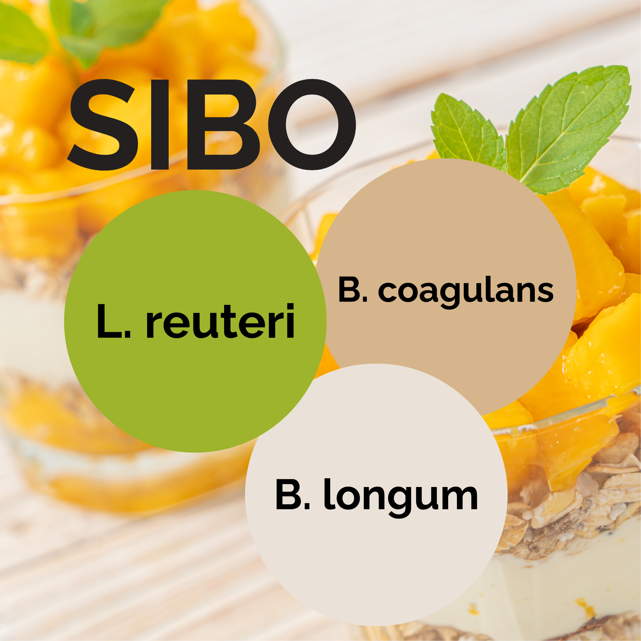 L. reuteri + B. coagulans + B. longum | Conjunto Inicial de Iogurte | SIBO | Culturas Iniciais | Pack de 3 unidades