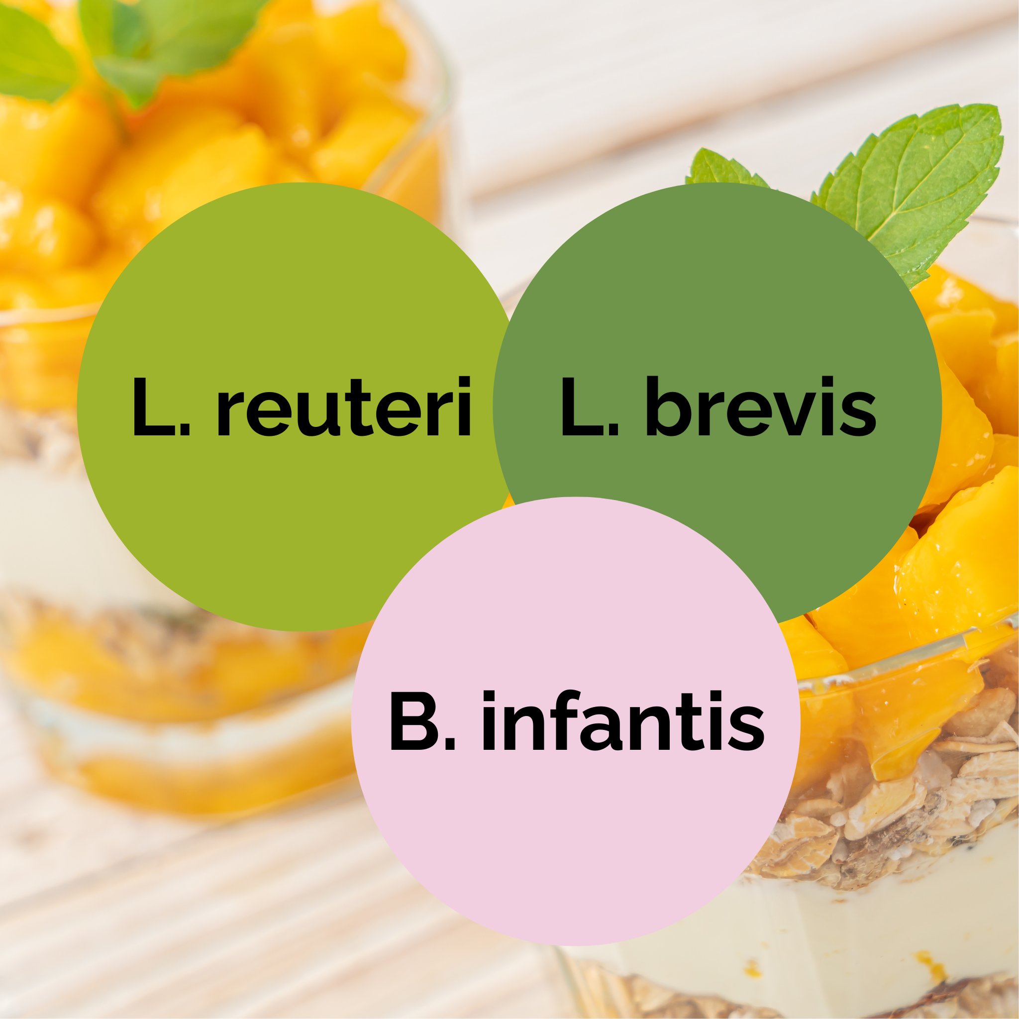 L. reuteri + L. brevis + B. infantis | Conjunto Inicial de Iogurte | Culturas Iniciais | Pack de 3