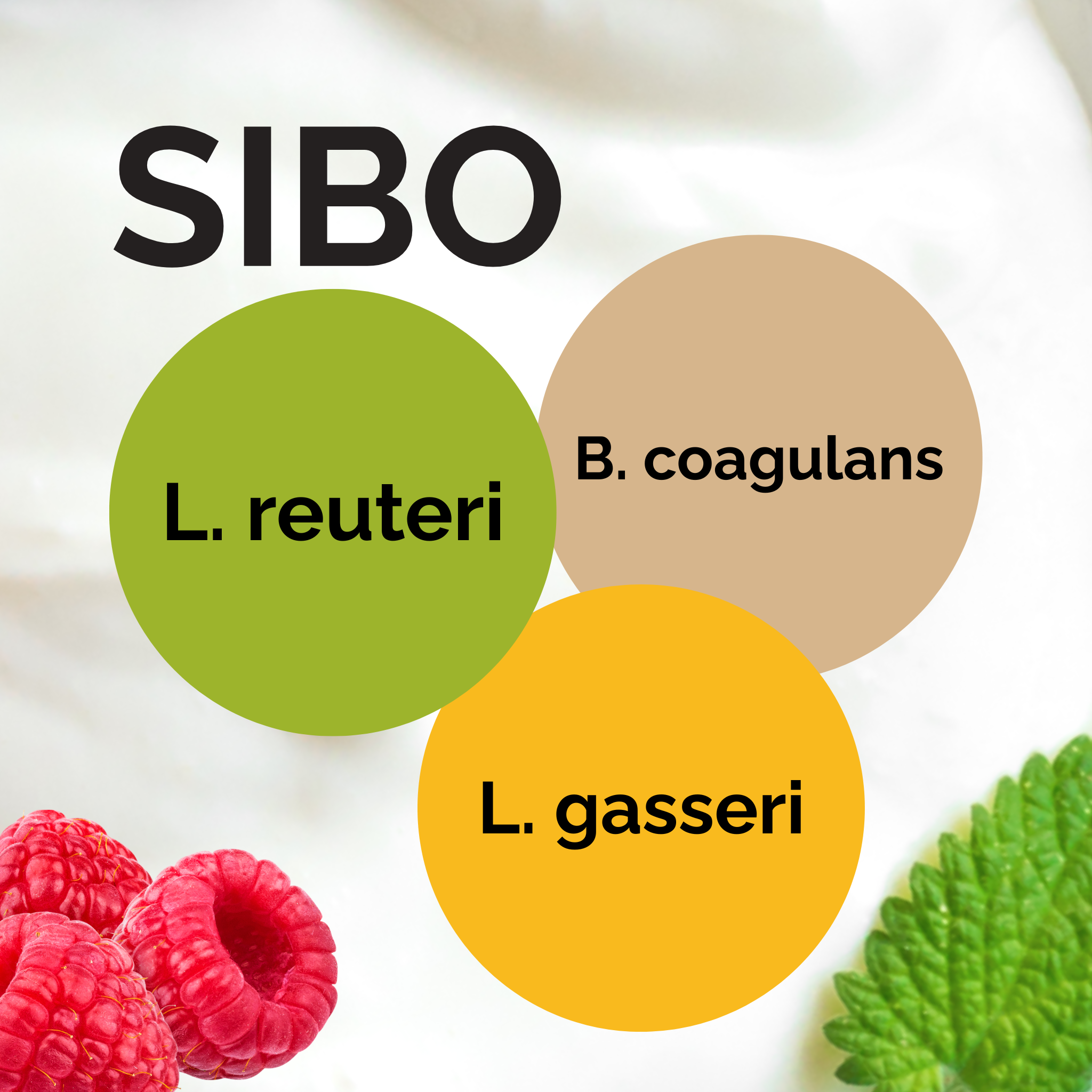 L. reuteri + B. coagulans + L. gasseri | Conjunto Inicial de Iogurte | Iogurte SIBO segundo Dr. Davis | Culturas Iniciais | Pack de 3 unidades