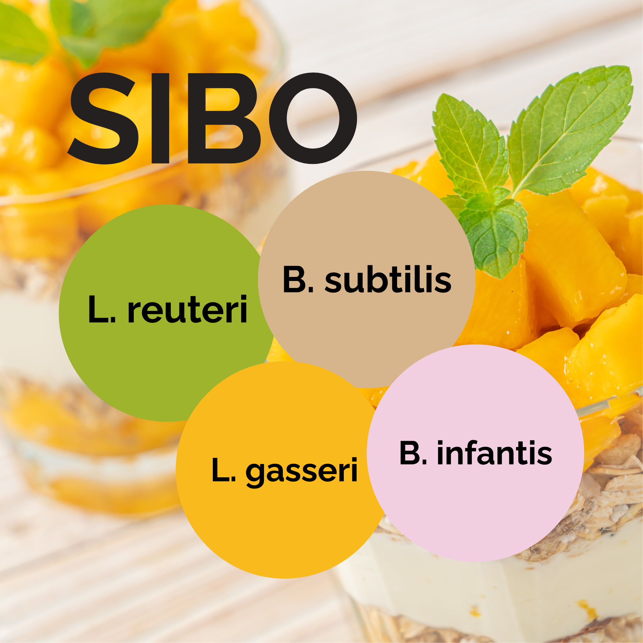 L. reuteri + L. gasseri + B. infantis + B. subtilis | Conjunto Inicial para Iogurte | SIBO | Culturas Iniciais | Pack de 3 unidades