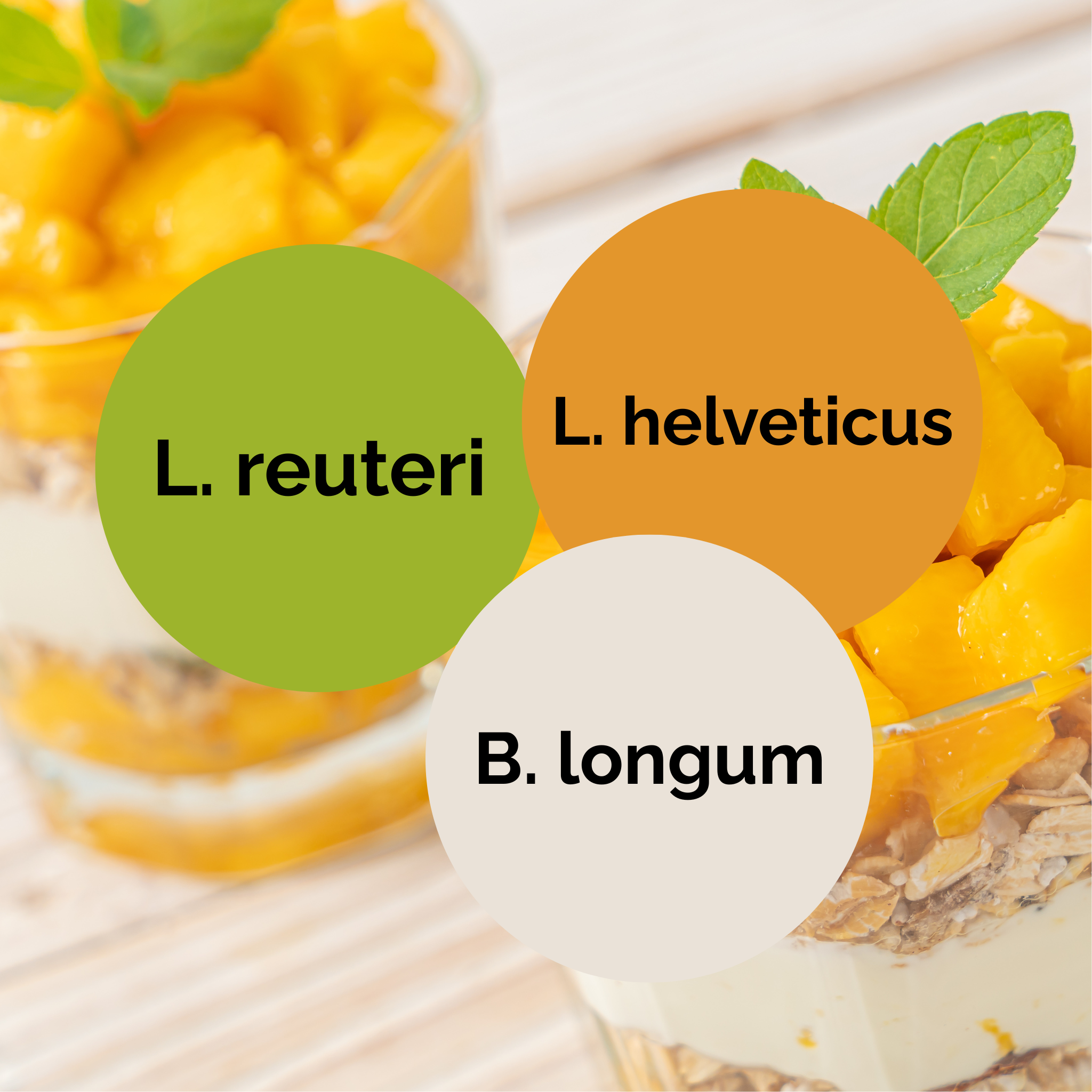 L. reuteri + L. helveticus + B. longum | Conjunto Inicial de Iogurte | Culturas Iniciais | Pack de 3 unidades