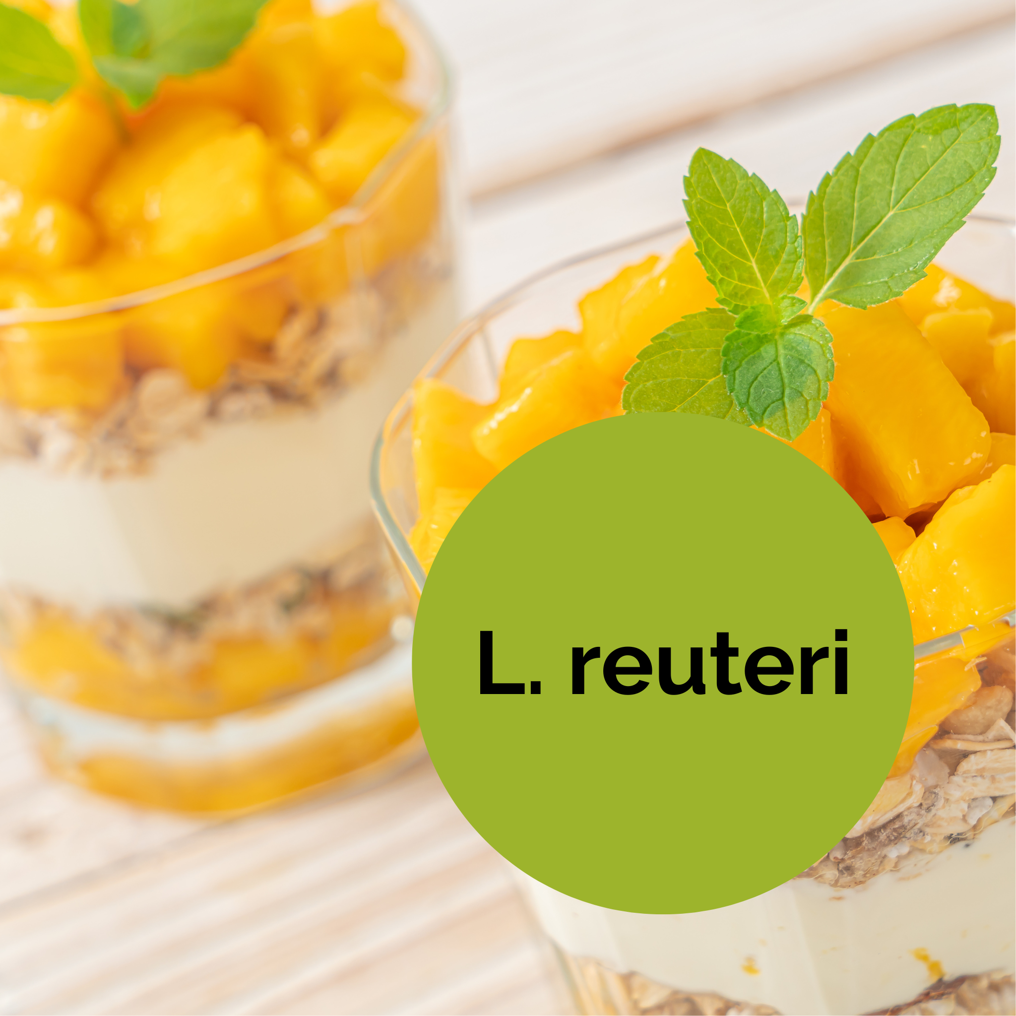 L. reuteri | Conjunto Inicial de Iogurte | Culturas Iniciais | Pack de 3 unidades
