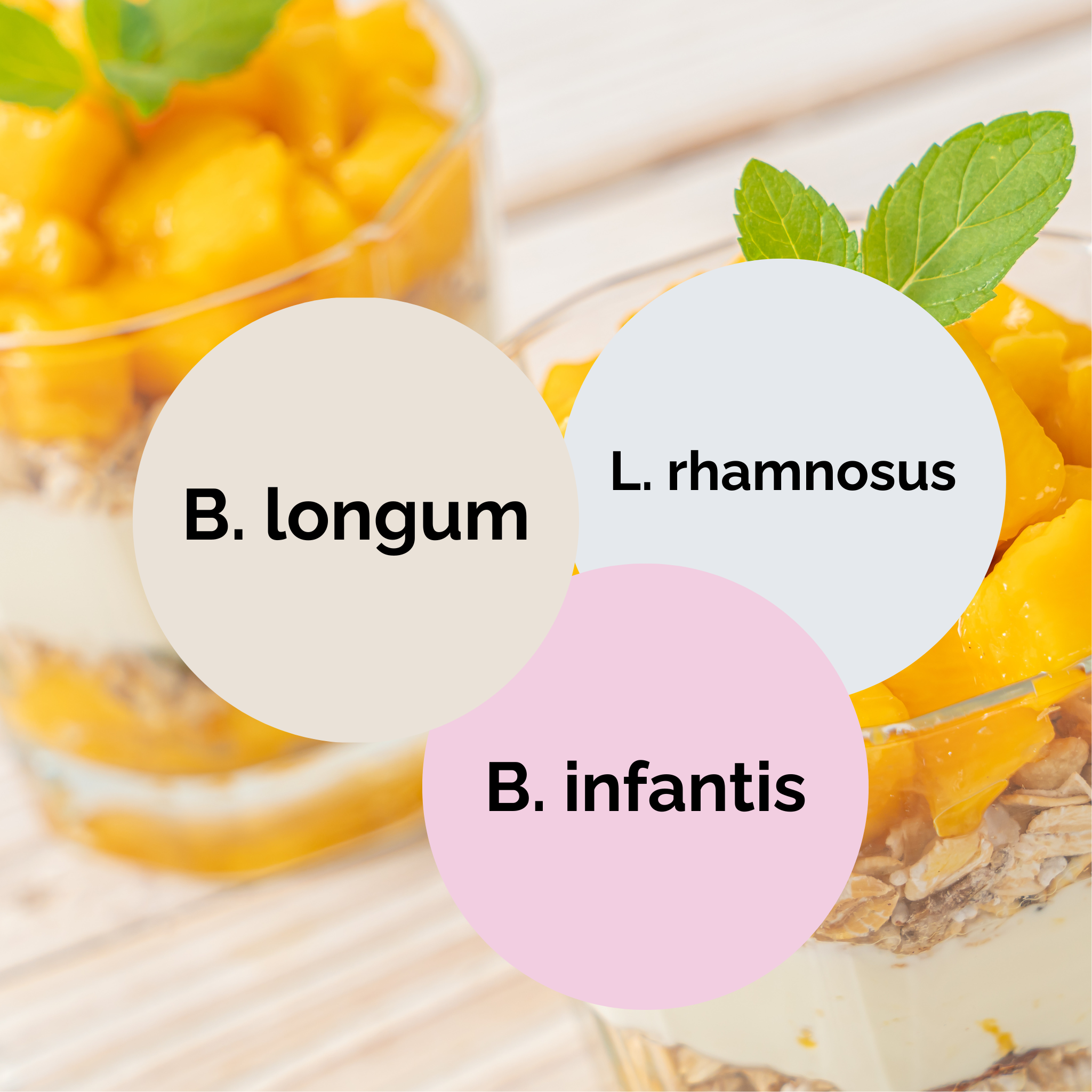 L. rhamnosus + B. infantis + B. longum | Conjunto Inicial de Iogurte | Culturas Iniciais | Pack de 3