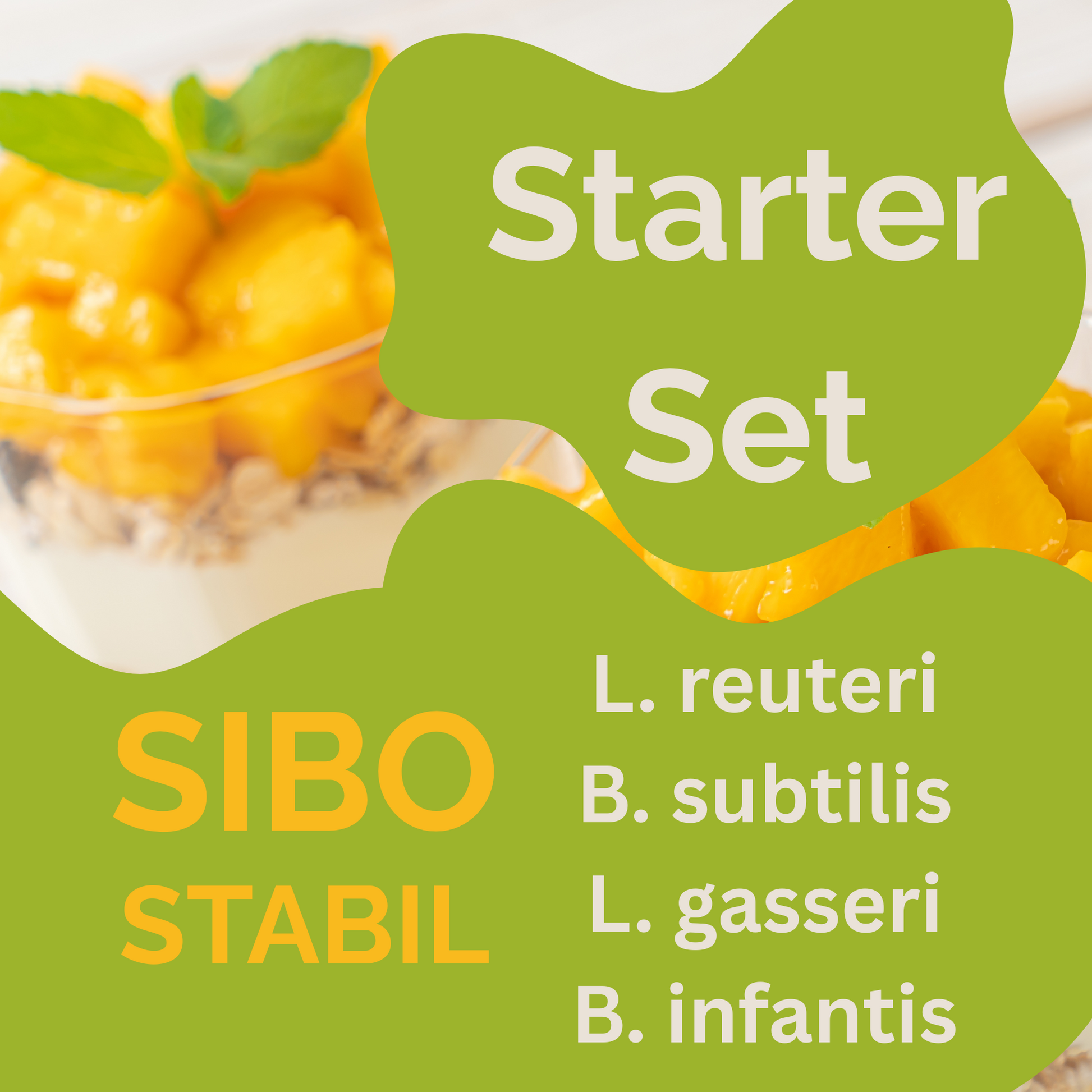 Starter-Set „SIBO Stabil" | L. reuteri, B. subtilis, L. gasseri, B. infantis-Joghurt
